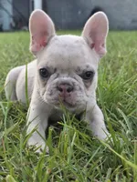 Zita, a female French Bulldog for sale in Foley, AL – 7 of 7