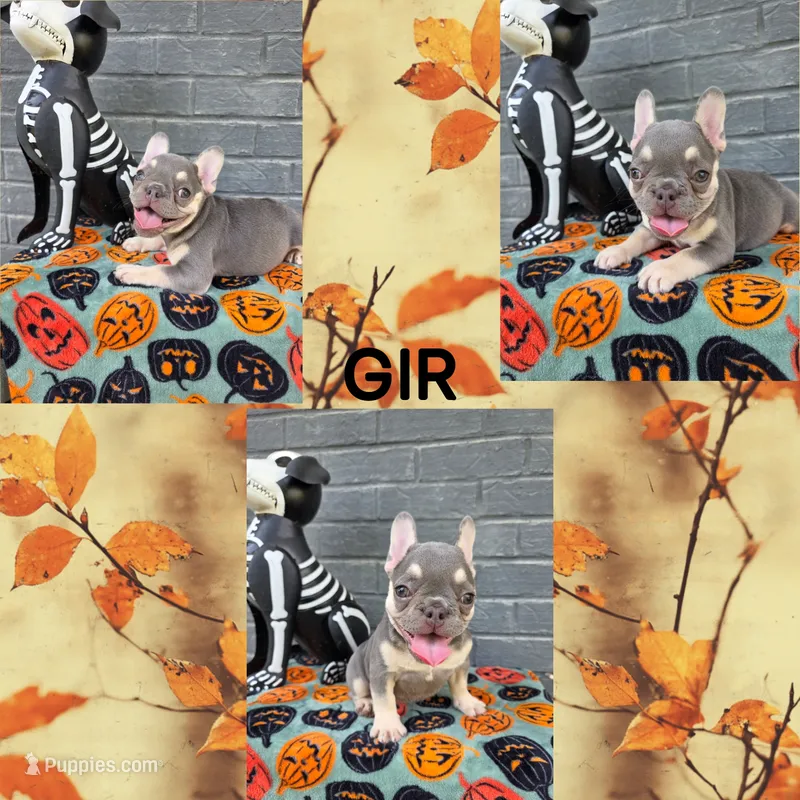 GIR – French Bulldog puppy for sale in Foley, AL