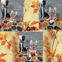 GIR, a female French Bulldog for sale in Foley, AL – 5 of 10
