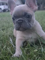 Gaz, a female French Bulldog for sale in Foley, AL – 4 of 6