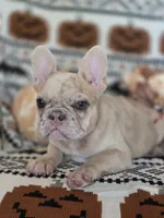 Zita, a female French Bulldog for sale in Foley, AL – 2 of 10