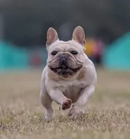 GIR, a female French Bulldog for sale in Foley, AL – 7 of 10