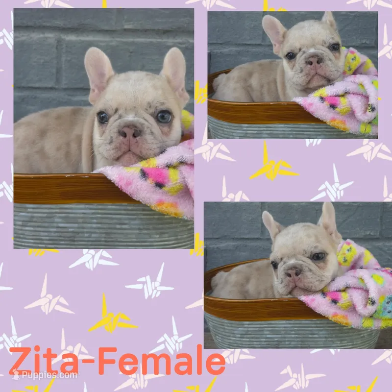 Zita – French Bulldog puppy for sale in Foley, AL