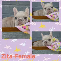 Zita, a female French Bulldog for sale in Foley, AL – 1 of 7