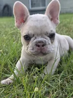 Zita, a female French Bulldog for sale in Foley, AL – 5 of 7
