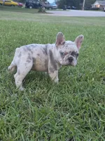 Zim, a male French Bulldog for sale in Foley, AL – 2 of 4