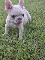 Zita, a female French Bulldog for sale in Foley, AL – 3 of 7
