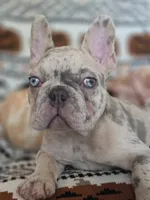 Zim, a male French Bulldog for sale in Foley, AL – 2 of 10