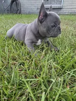 Dib, a male French Bulldog for sale in Foley, AL – 4 of 4
