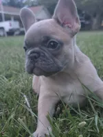 Gaz, a female French Bulldog for sale in Foley, AL – 2 of 6