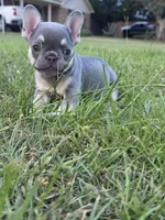 GIR, a female French Bulldog for sale in Foley, AL – 4 of 4