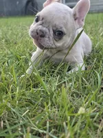 Zita, a female French Bulldog for sale in Foley, AL – 4 of 7