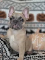 Gaz, a female French Bulldog for sale in Foley, AL – 2 of 10