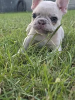 Zita, a female French Bulldog for sale in Foley, AL – 2 of 7