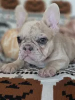 Zita, a female French Bulldog for sale in Foley, AL – 3 of 10