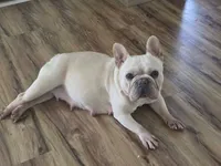 Tofu, a female French Bulldog for sale in Foley, AL – 6 of 7