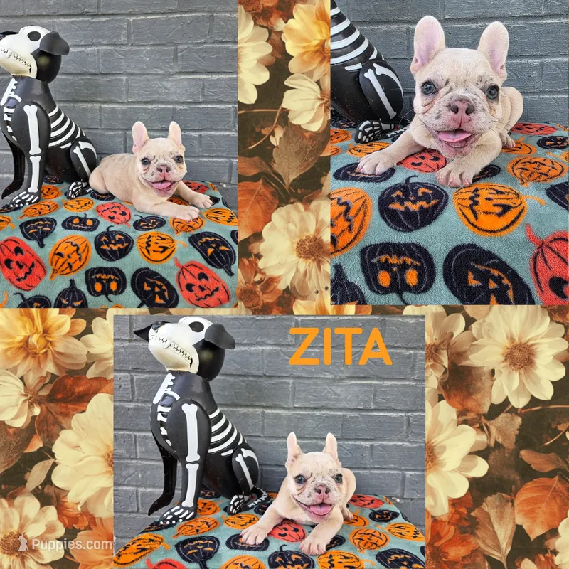 Zita – French Bulldog puppy for sale in Foley, AL