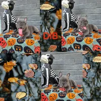 Dib, a male French Bulldog for sale in Foley, AL – 4 of 10