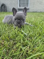 Dib, a male French Bulldog for sale in Foley, AL – 2 of 4