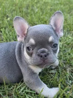 GIR, a female French Bulldog for sale in Foley, AL – 2 of 4