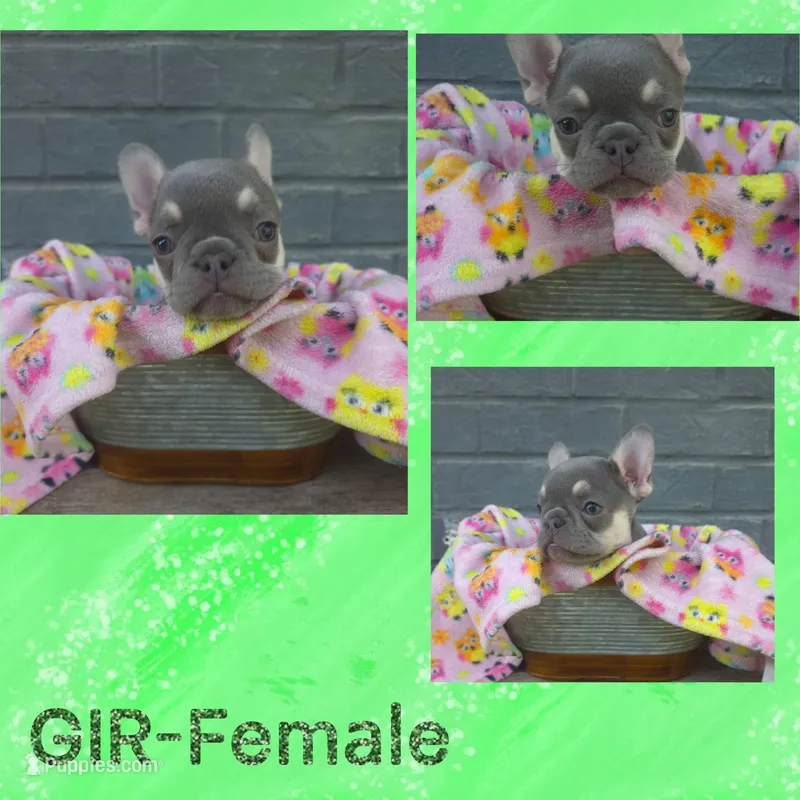 GIR – French Bulldog puppy for sale in Foley, AL