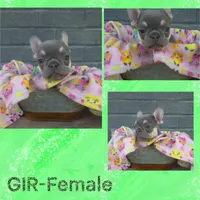 GIR, a female French Bulldog for sale in Foley, AL – 1 of 4