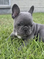 Dib, a male French Bulldog for sale in Foley, AL – 3 of 4