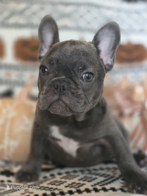 Dib – French Bulldog puppy for sale in Foley, AL