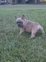 Gaz, a female French Bulldog for sale in Foley, AL – 5 of 6