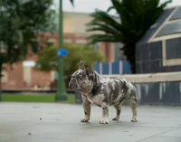 Dib, a male French Bulldog for sale in Foley, AL – 8 of 10