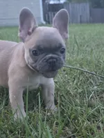 Gaz, a female French Bulldog for sale in Foley, AL – 3 of 6