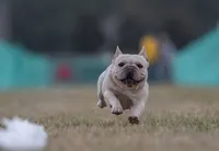Tofu, a female French Bulldog for sale in Foley, AL – 3 of 7