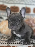 Dib, a male French Bulldog for sale in Foley, AL – 3 of 10