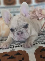 Zita, a female French Bulldog for sale in Foley, AL – 4 of 10