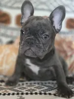 Dib, a male French Bulldog for sale in Foley, AL – 2 of 10