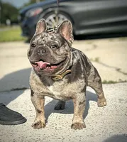 Dib, a male French Bulldog for sale in Foley, AL – 10 of 10