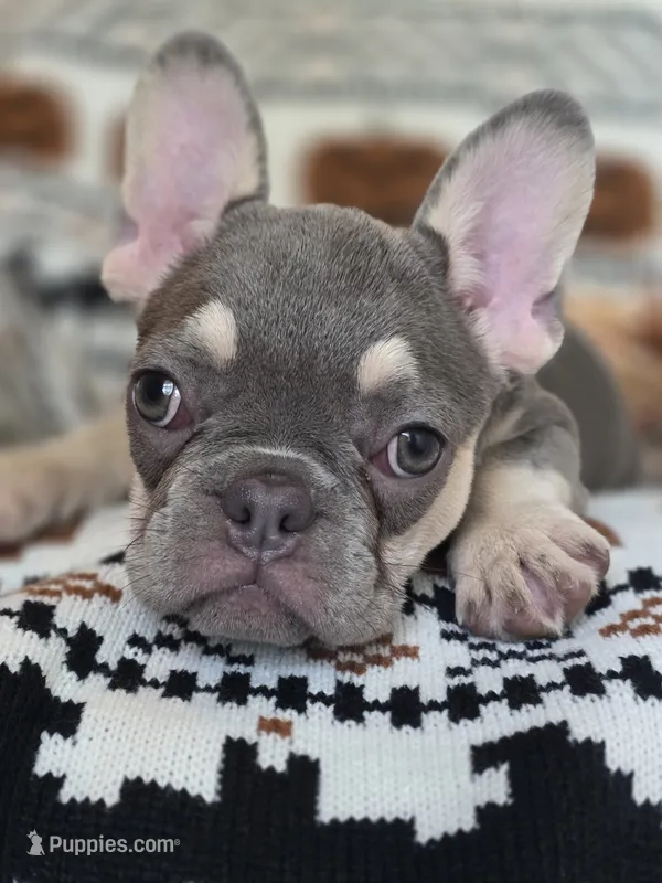 GIR – French Bulldog puppy for sale in Foley, AL