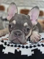 GIR, a female French Bulldog for sale in Foley, AL – 1 of 10