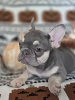 GIR, a female French Bulldog for sale in Foley, AL – 2 of 10