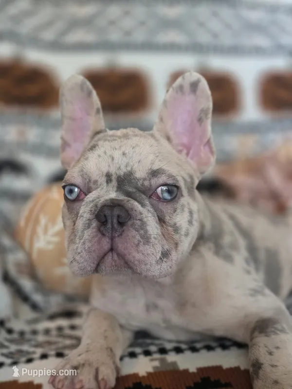 Zim – French Bulldog puppy for sale in Foley, AL