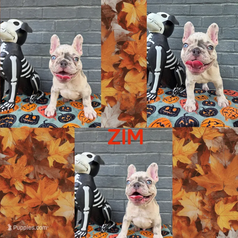 Zim – French Bulldog puppy for sale in Foley, AL