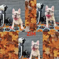 Zim, a male French Bulldog for sale in Foley, AL – 4 of 10