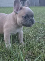 Gaz, a female French Bulldog for sale in Foley, AL – 6 of 6