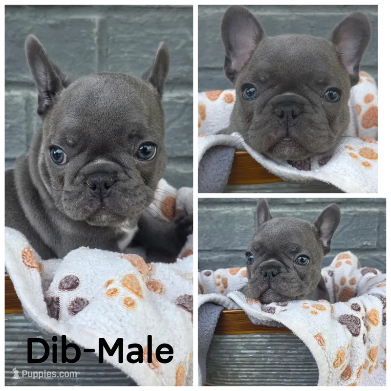 Dib – French Bulldog puppy for sale in Foley, AL
