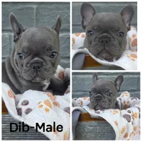 Dib, a male French Bulldog for sale in Foley, AL – 1 of 4