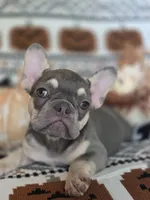 GIR, a female French Bulldog for sale in Foley, AL – 4 of 10