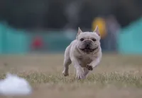 Zita, a female French Bulldog for sale in Foley, AL – 7 of 10