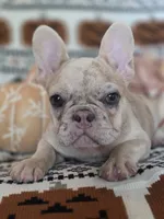 Zita, a female French Bulldog for sale in Foley, AL – 1 of 10
