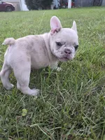 Zita, a female French Bulldog for sale in Foley, AL – 6 of 7