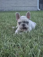 Zim, a male French Bulldog for sale in Foley, AL – 4 of 4